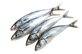 Mackerel Fish / Per Bag